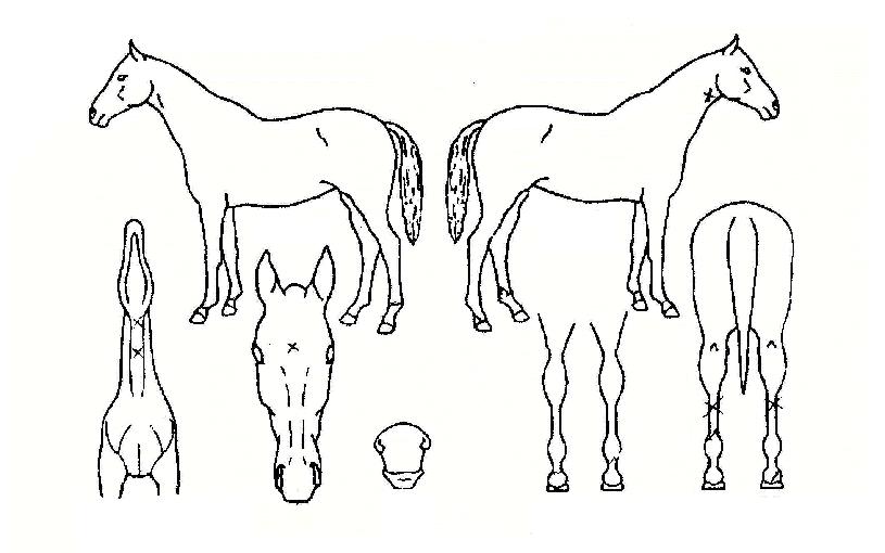 ���̾��� ����,���,�޸�,�λ�,�ٸ��� Ư¡����