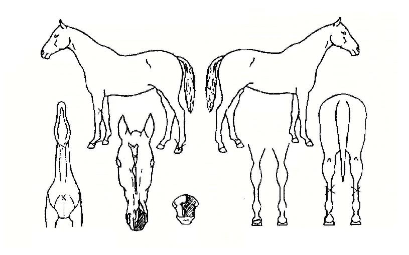 ����� ����,���,�޸�,�λ�,�ٸ��� Ư¡����