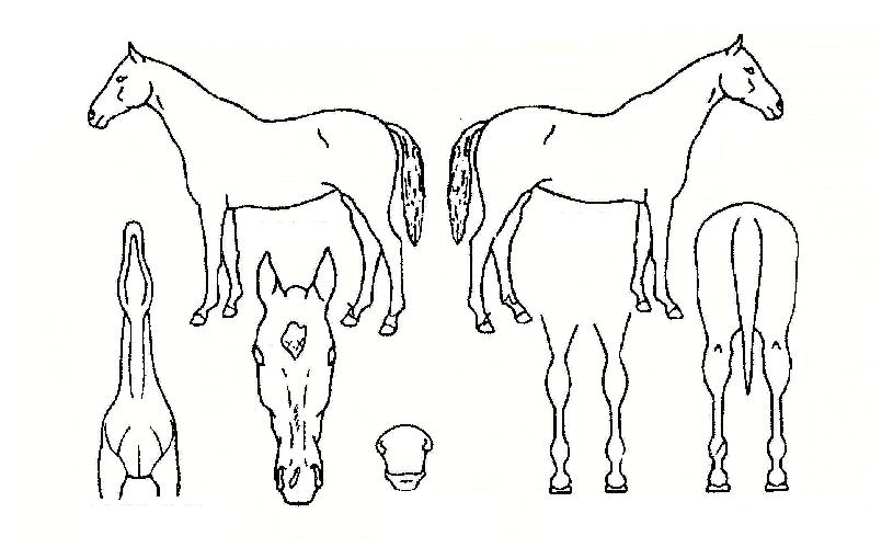 ����Ʈ������ ����,���,�޸�,�λ�,�ٸ��� Ư¡����