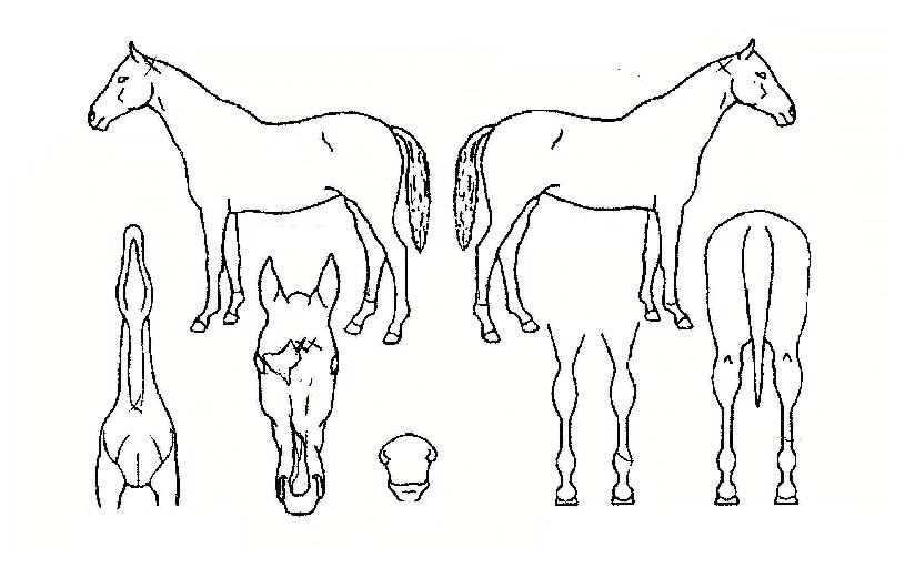 �����ģ���� ����,���,�޸�,�λ�,�ٸ��� Ư¡����