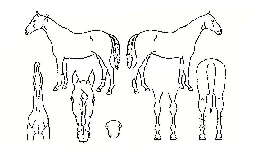 Èæ°ú¹éÀÇ Ãø¸é,¿ì¸é,µÞ¸é,µÎ»ó,´Ù¸®ÀÇ Æ¯Â¡µµÇØ