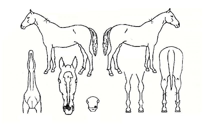 ¸Ó´Ïº¼ÀÇ Ãø¸é,¿ì¸é,µÞ¸é,µÎ»ó,´Ù¸®ÀÇ Æ¯Â¡µµÇØ