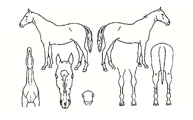 �Ż���ڸ��� ����,���,�޸�,�λ�,�ٸ��� Ư¡����