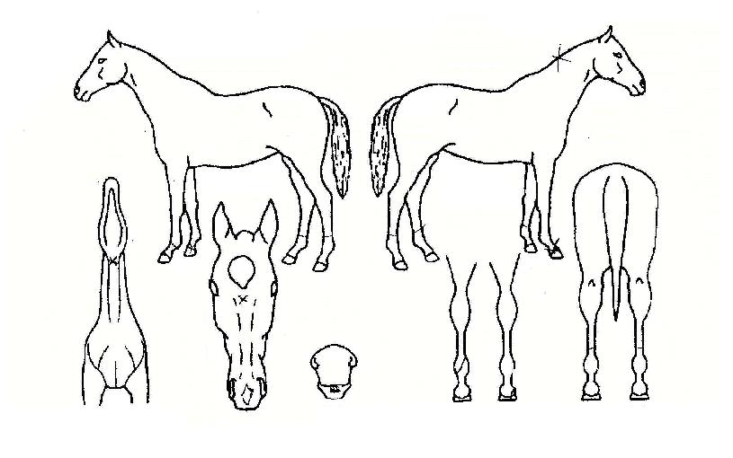 �귣ư������ ����,���,�޸�,�λ�,�ٸ��� Ư¡����