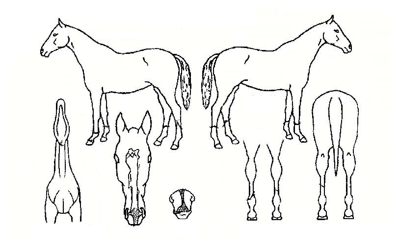 �������������ڸ��� ����,���,�޸�,�λ�,�ٸ��� Ư¡����