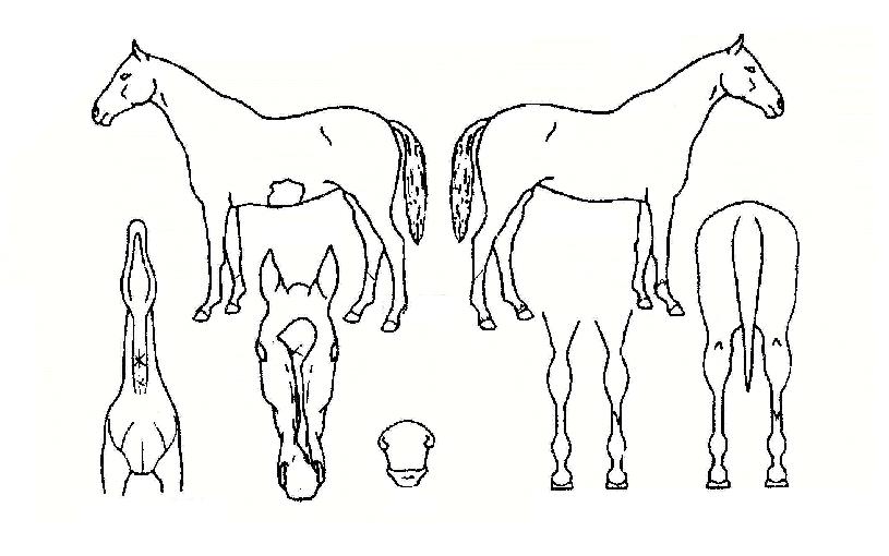 ��ġ���������ڸ��� ����,���,�޸�,�λ�,�ٸ��� Ư¡����