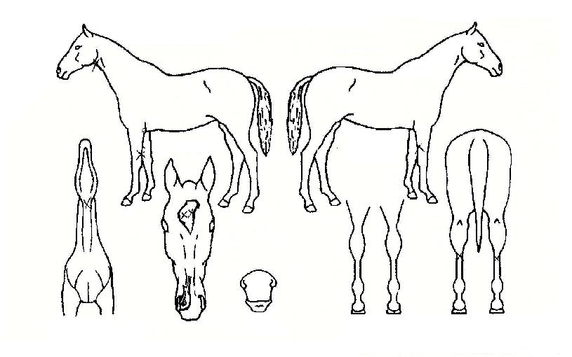 õÁö°ø¸íÀÇ Ãø¸é,¿ì¸é,µÞ¸é,µÎ»ó,´Ù¸®ÀÇ Æ¯Â¡µµÇØ