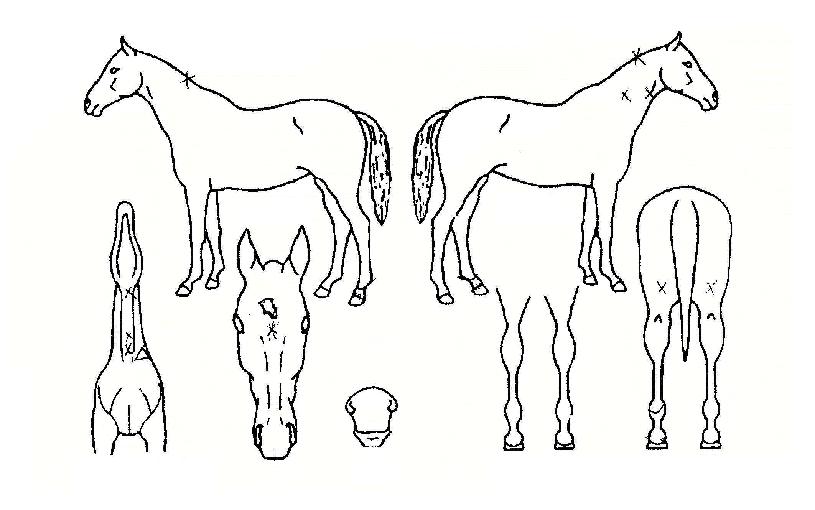 ��������� ����,���,�޸�,�λ�,�ٸ��� Ư¡����