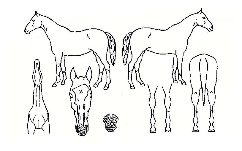 ������� ����,���,�޸�,�λ�,�ٸ��� Ư¡����