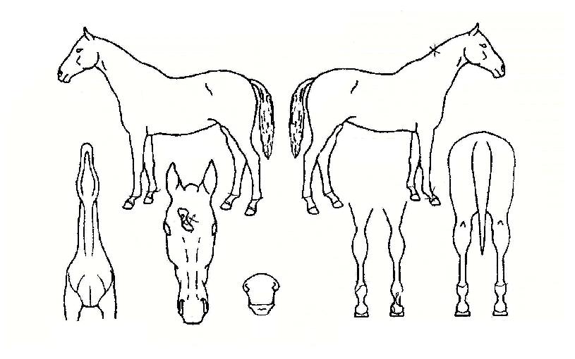 ¾ßÈĵð²ÉÀÇ Ãø¸é,¿ì¸é,µÞ¸é,µÎ»ó,´Ù¸®ÀÇ Æ¯Â¡µµÇØ