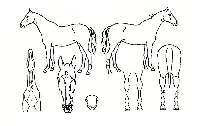 ÇʵåÁ¦¿ÕÀÇ Ãø¸é,¿ì¸é,µÞ¸é,µÎ»ó,´Ù¸®ÀÇ Æ¯Â¡µµÇØ