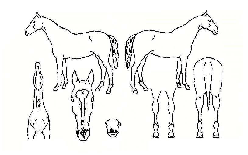 �Ѹ���ȣ�� ����,���,�޸�,�λ�,�ٸ��� Ư¡����