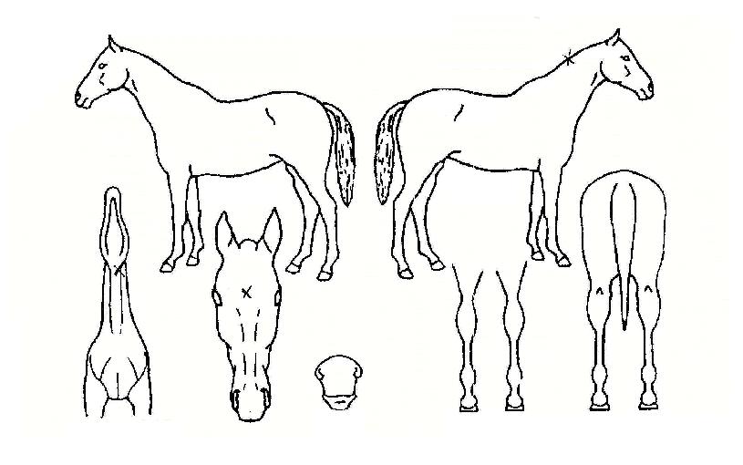 ���������� ����,���,�޸�,�λ�,�ٸ��� Ư¡����