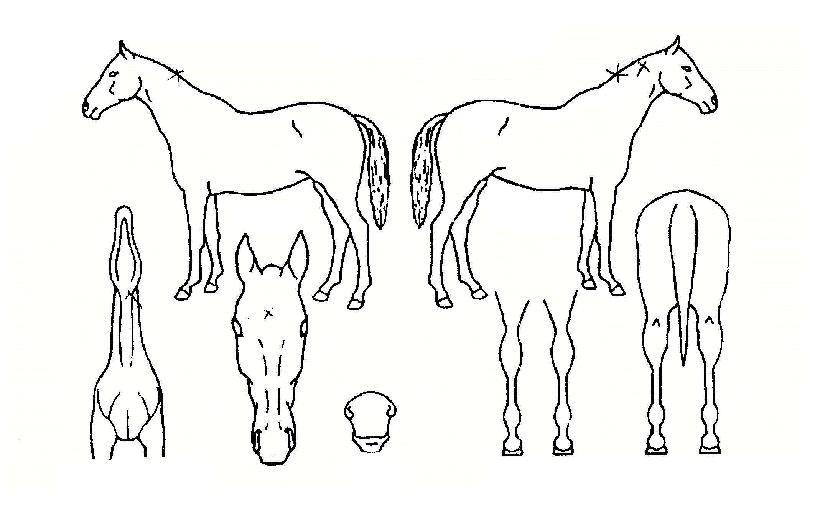 ���������� ����,���,�޸�,�λ�,�ٸ��� Ư¡����