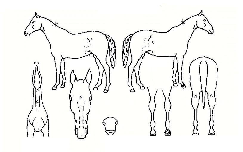 ±Ý¼ö¿ÁÁÖÀÇ Ãø¸é,¿ì¸é,µÞ¸é,µÎ»ó,´Ù¸®ÀÇ Æ¯Â¡µµÇØ