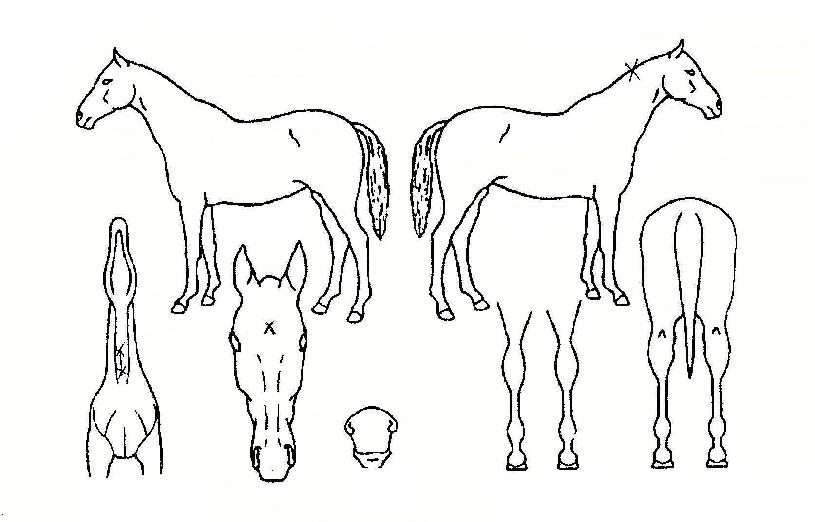 �׷ν����� ����,���,�޸�,�λ�,�ٸ��� Ư¡����