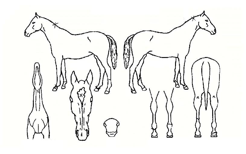 �Ѹ�Ưȣ�� ����,���,�޸�,�λ�,�ٸ��� Ư¡����