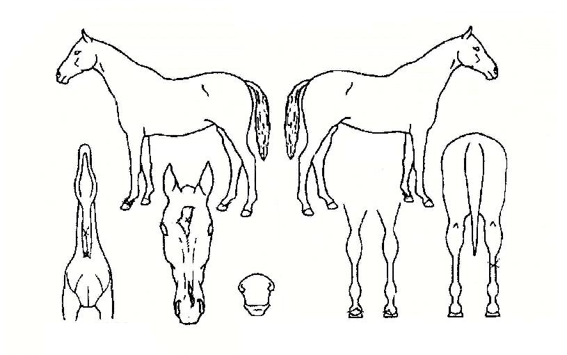 ´ëÁÖ¿ÁõÀÇ Ãø¸é,¿ì¸é,µÞ¸é,µÎ»ó,´Ù¸®ÀÇ Æ¯Â¡µµÇØ