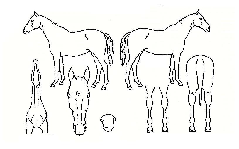 ǳ����� ����,���,�޸�,�λ�,�ٸ��� Ư¡����