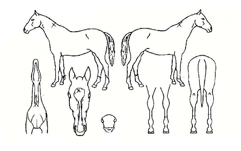 �����Ŀ��� ����,���,�޸�,�λ�,�ٸ��� Ư¡����