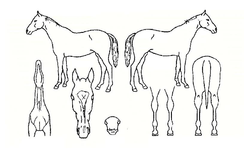 ����Ʈ�Ŀ��� ����,���,�޸�,�λ�,�ٸ��� Ư¡����