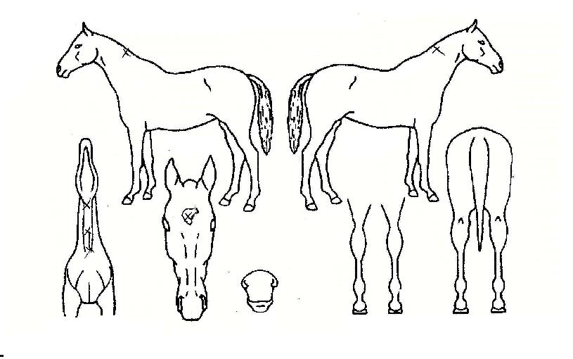 �ο�Ÿ�̰��� ����,���,�޸�,�λ�,�ٸ��� Ư¡����