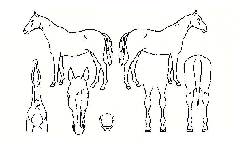 ��Ȳ����ڸ��� ����,���,�޸�,�λ�,�ٸ��� Ư¡����