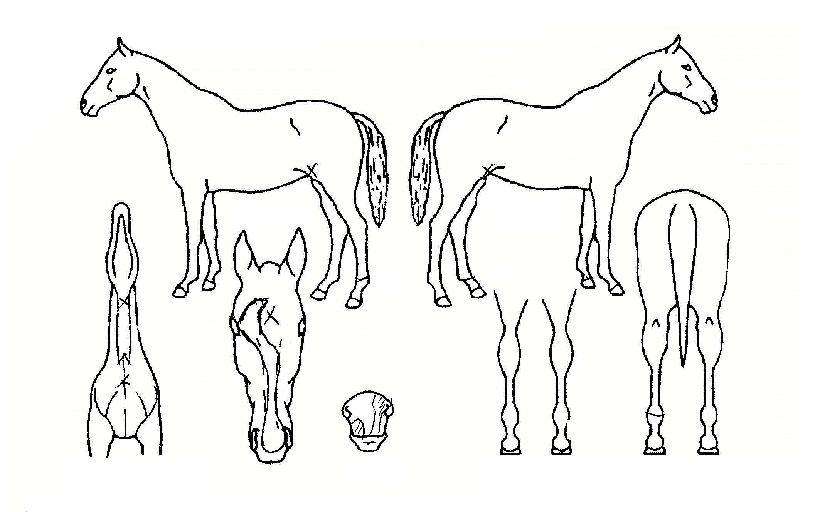 ºñ·æÃµÇÏÀÇ Ãø¸é,¿ì¸é,µÞ¸é,µÎ»ó,´Ù¸®ÀÇ Æ¯Â¡µµÇØ