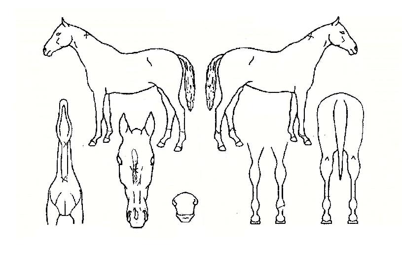 ��������� ����,���,�޸�,�λ�,�ٸ��� Ư¡����