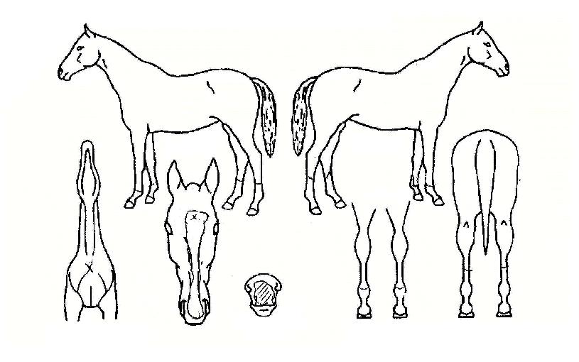 ¿ì¶÷ÀÇÈûÀÇ Ãø¸é,¿ì¸é,µÞ¸é,µÎ»ó,´Ù¸®ÀÇ Æ¯Â¡µµÇØ