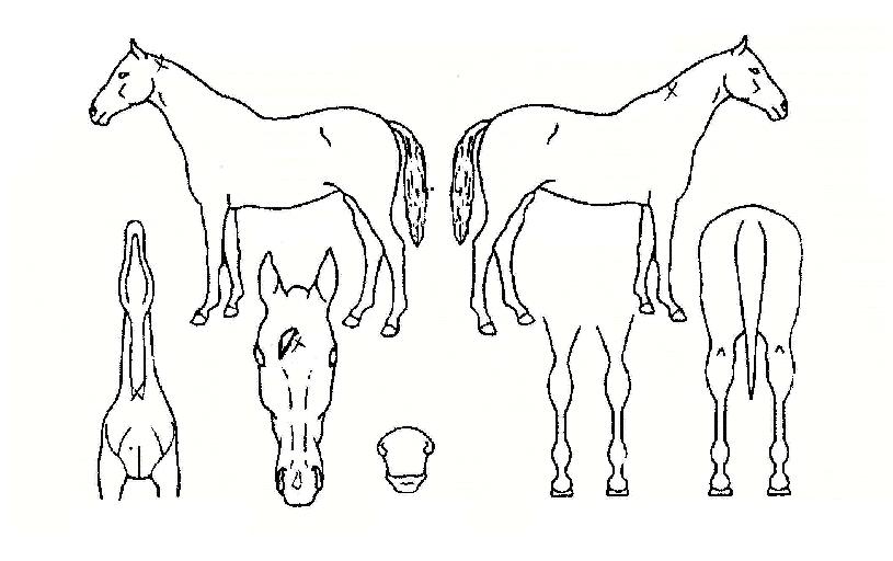 ¿À°øÀÇÈûÀÇ Ãø¸é,¿ì¸é,µÞ¸é,µÎ»ó,´Ù¸®ÀÇ Æ¯Â¡µµÇØ