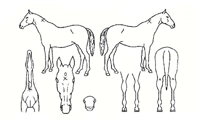 �뼺�Ŀ��� ����,���,�޸�,�λ�,�ٸ��� Ư¡����