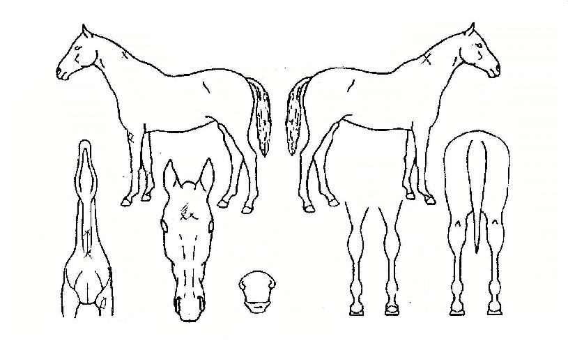 ¾ÆÀ¯ÀÇ Ãø¸é,¿ì¸é,µÞ¸é,µÎ»ó,´Ù¸®ÀÇ Æ¯Â¡µµÇØ