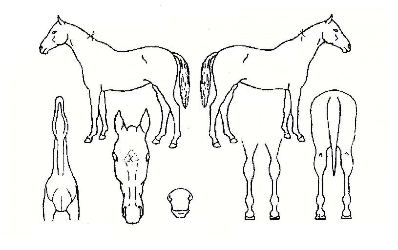 µ¿¹æÆ¯±ÞÀÚ¸¶ÀÇ Ãø¸é,¿ì¸é,µÞ¸é,µÎ»ó,´Ù¸®ÀÇ Æ¯Â¡µµÇØ