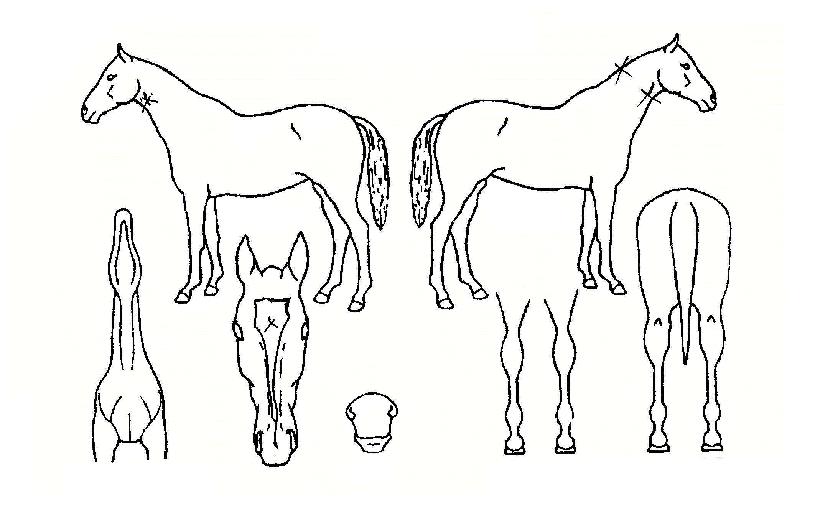 õÇϱºÁÖÀÇ Ãø¸é,¿ì¸é,µÞ¸é,µÎ»ó,´Ù¸®ÀÇ Æ¯Â¡µµÇØ