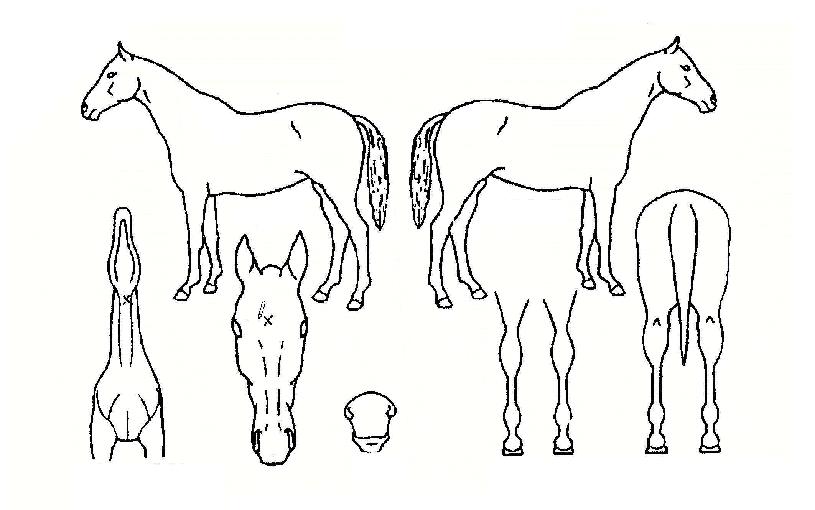 ´©º¼¶óÀÇ Ãø¸é,¿ì¸é,µÞ¸é,µÎ»ó,´Ù¸®ÀÇ Æ¯Â¡µµÇØ