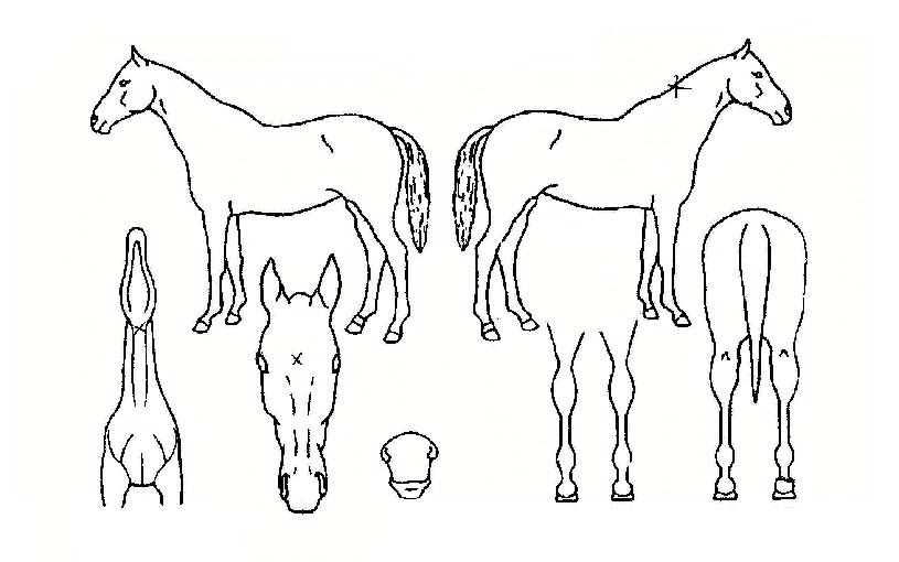 ������ ����,���,�޸�,�λ�,�ٸ��� Ư¡����