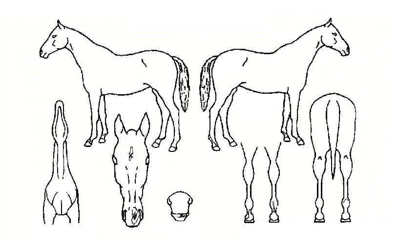 �޲ٴ¼����� ����,���,�޸�,�λ�,�ٸ��� Ư¡����