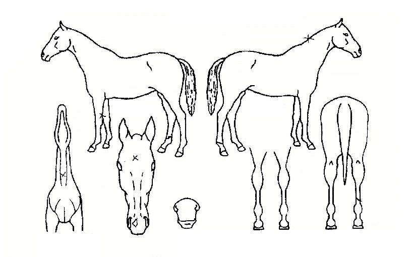 �ݾ�ȣ�� ����,���,�޸�,�λ�,�ٸ��� Ư¡����