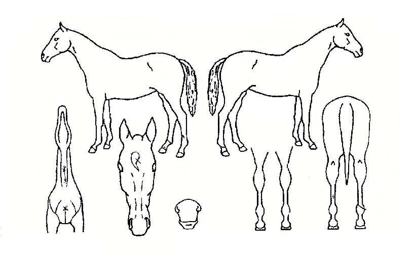 ¼Ö·Î¸óÀÇ Ãø¸é,¿ì¸é,µÞ¸é,µÎ»ó,´Ù¸®ÀÇ Æ¯Â¡µµÇØ