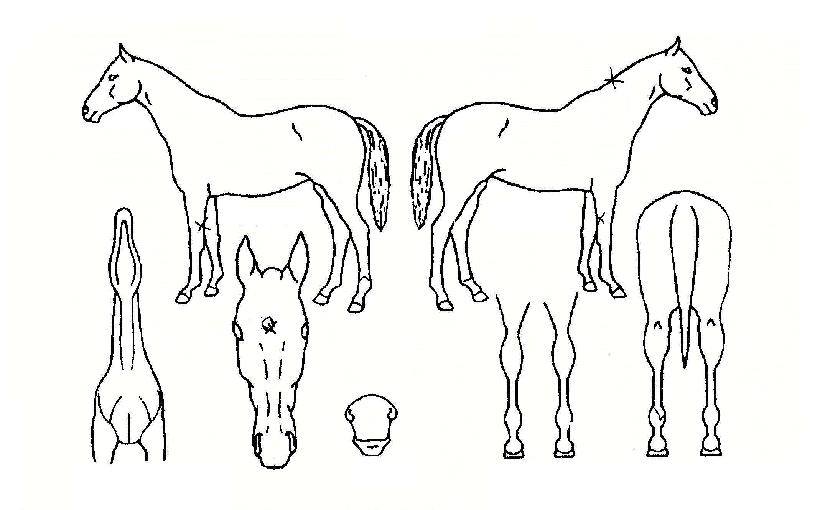 ��������̵��� ����,���,�޸�,�λ�,�ٸ��� Ư¡����