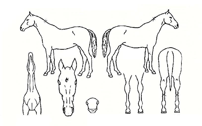 ±æ¿îÀÇ Ãø¸é,¿ì¸é,µÞ¸é,µÎ»ó,´Ù¸®ÀÇ Æ¯Â¡µµÇØ