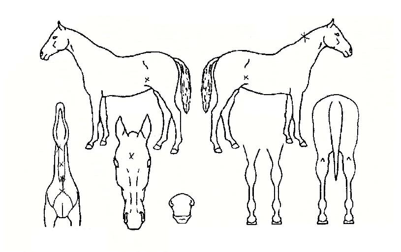 ´ë°Ë»êÀÚ¸¶ÀÇ Ãø¸é,¿ì¸é,µÞ¸é,µÎ»ó,´Ù¸®ÀÇ Æ¯Â¡µµÇØ