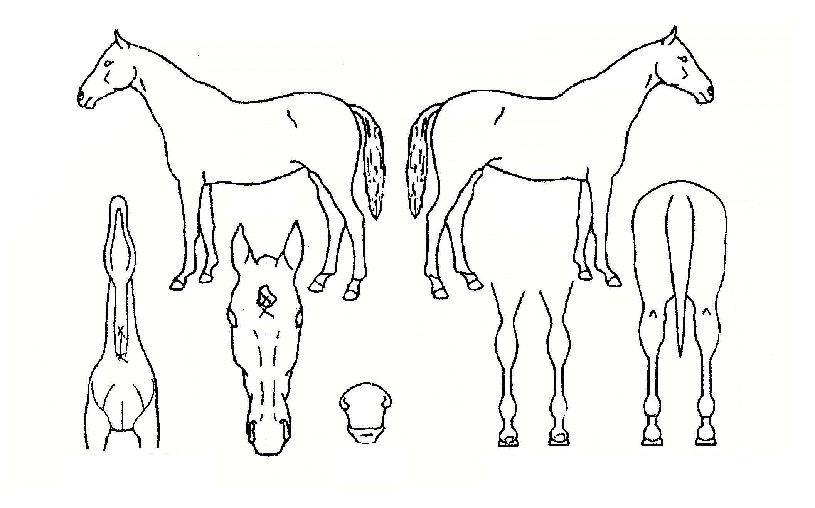 ¿¡ÀÌÇÁ¸±½º³ëºí¿øÀÚ¸¶ÀÇ Ãø¸é,¿ì¸é,µÞ¸é,µÎ»ó,´Ù¸®ÀÇ Æ¯Â¡µµÇØ