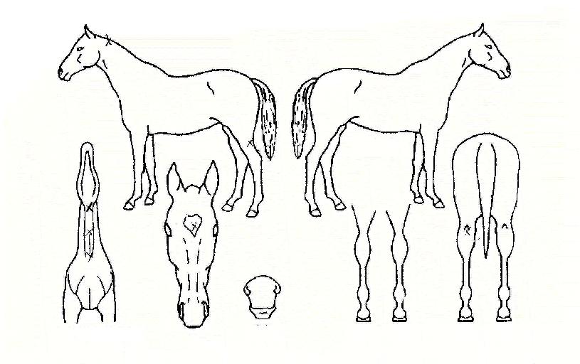 ½ÃÅ©¸´ÆÄ¿öÀÇ Ãø¸é,¿ì¸é,µÞ¸é,µÎ»ó,´Ù¸®ÀÇ Æ¯Â¡µµÇØ