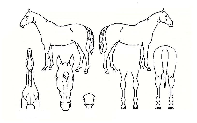 ÇÊÀտõ¥ÀÌÀÇ Ãø¸é,¿ì¸é,µÞ¸é,µÎ»ó,´Ù¸®ÀÇ Æ¯Â¡µµÇØ