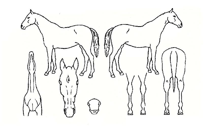 �ָ���Ʈ�� ����,���,�޸�,�λ�,�ٸ��� Ư¡����