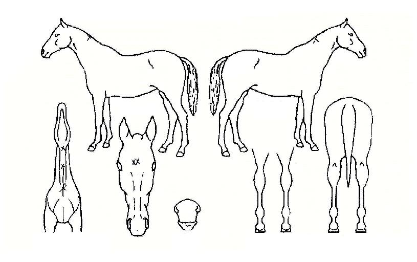 ¼±Ä«¿îƼÀÇ Ãø¸é,¿ì¸é,µÞ¸é,µÎ»ó,´Ù¸®ÀÇ Æ¯Â¡µµÇØ