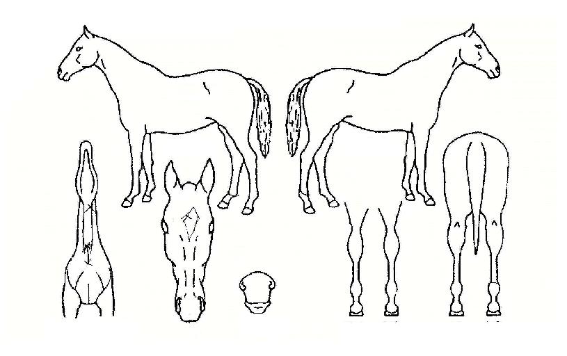 �Ƹ��ٿ���Ƽ�� ����,���,�޸�,�λ�,�ٸ��� Ư¡����