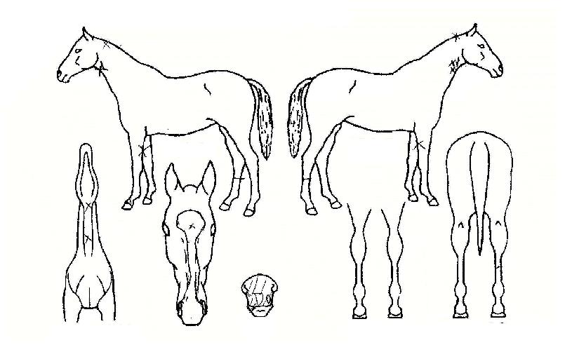 ¼±È÷¾î·ÎÀÇ Ãø¸é,¿ì¸é,µÞ¸é,µÎ»ó,´Ù¸®ÀÇ Æ¯Â¡µµÇØ